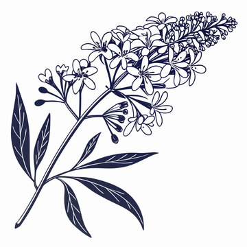 buddleia crispa with leaves