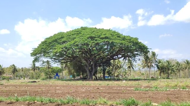 tree in the field