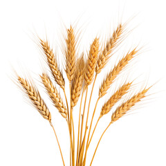 Fototapeta premium A close up studio shot of a bunch of golden wheat stalks with detailed grains isolated on transparent background