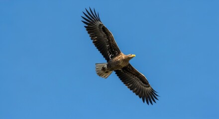 Obraz premium Majestic White-tailed Eagle Soaring Against a Vibrant Azure Sky