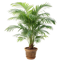 Obraz premium Lush green potted palm plant watercolor isolated on a transparent background image