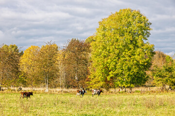 Cows walking on a grass meadow in a rural autumn landscape