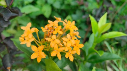 Close-up of vibrant yellow Ixora flowers blooming in a garden. for background