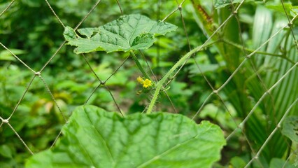 Close-up of a vibrant green leaf growing on a vine, supported by a netting structure.