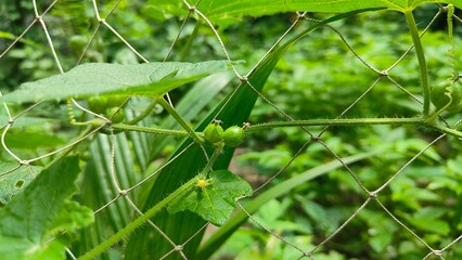 Green Tiny Vegetables Growing on a Vine, Supported by a Net
