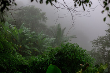 Close-up of natural atmosphere background with various trees growing along the edge of the mountain, bananas, moss ferns along the natural waterfall and cool breeze blowing through.
