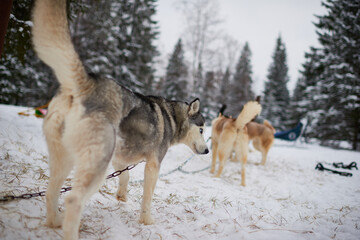 Siberian husky dogs standing on snowy ground with harnesses attached, looking back toward camera, surrounded by winter forest, preparing for sledding activity in cold weather