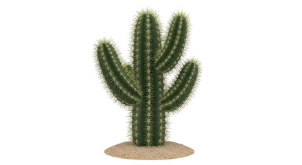 Isolated cactus plant, spiny succulent native to desert regions; a botanical specimen