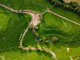 Green Tea Plantation Aerial View