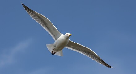 Obraz premium Majestic white seagull soaring with wings spread wide against a clear blue sky