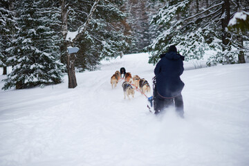 Man riding dog sled through snowy forest, leading team of huskies along snow covered trail, winter landscape with evergreen trees surrounding path