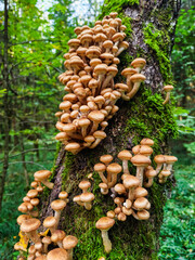 Cluster of wild mushrooms thriving on a moss-covered tree in a lush forest during daylight