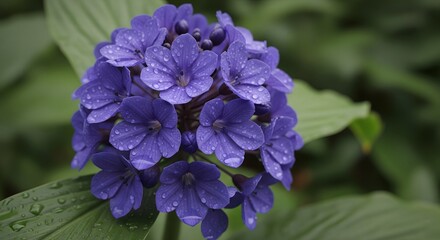 Blue Acanthus Flower Spike