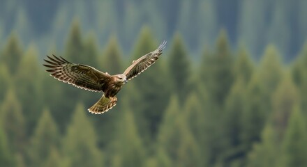 Fototapeta premium Majestic Buzzard Soars Through Misty Forest Canopy with Wings Spread Wide