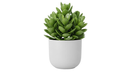 Isolated potted jade plant creates soothing Zen atmosphere, perfect for home or office decor © Ryan