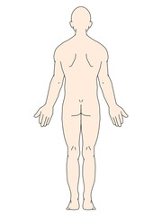 Fototapeta premium 解剖学的正位 男性 背面 カラー