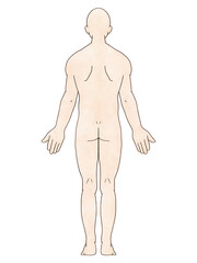 Fototapeta premium 解剖学的正位 男性 背面 水彩風