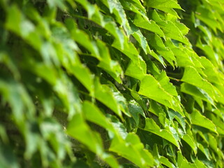 Green Virginia Creeper Leaves