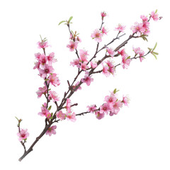 Obraz premium Cherry blossom branch with delicate pink flowers and fresh green leaves captured during springtime bloom