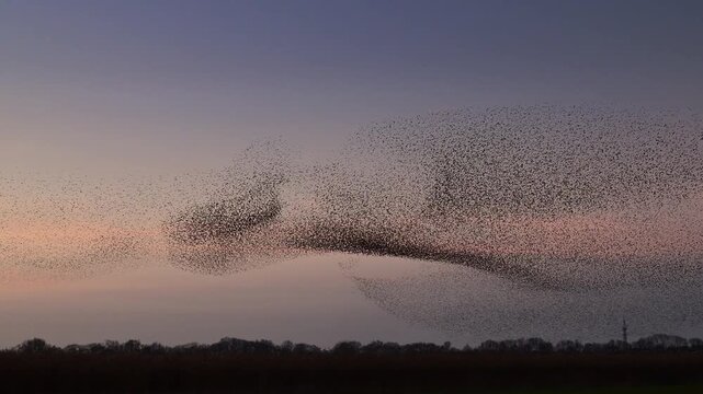 Starling bird murmuration in the sky during sunset at the end of a winter day. Huge groups of starlings flying (Sturnidae) in the sky moving in shape-shifting clouds before the night. 