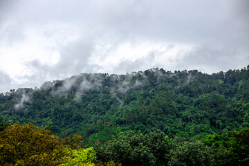 Close-up of natural atmosphere background with various trees growing along the edge of the mountain, bananas, moss ferns along the natural waterfall and cool breeze blowing through.