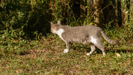 Gray and White Cat Strolling in Garden