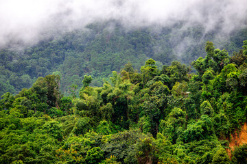 Close-up of natural atmosphere background with various trees growing along the edge of the mountain, bananas, moss ferns along the natural waterfall and cool breeze blowing through.