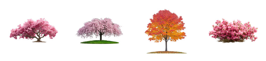 Four distinct trees with pink blossoms and autumn foliage on transparent background, cut out