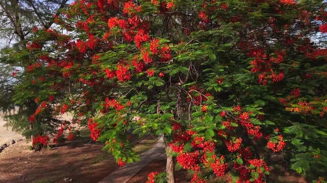 Tropical flame tree with vibrant red blossoms in summer garden landscape