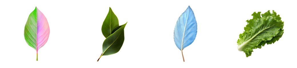 Four assorted leaves and greens on transparent, cut out