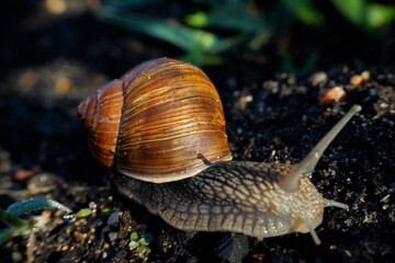 Roman snail (Helix pomatia) crawling on soil – macro photograph with detailed shell