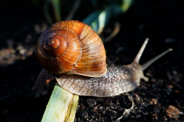 Spiral shell of Roman snail (Helix pomatia) – macro photography of natural detail