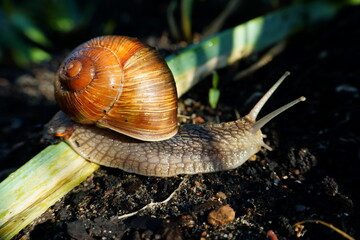 Roman snail (Helix pomatia) on soil – macro photography showing shell and body details