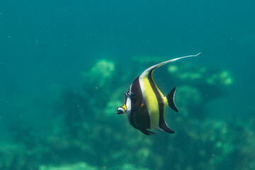 Moorish idol fish swimming in clear ocean water, distinctive black white and yellow pattern with...
