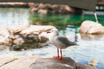 Side view of seagull with bright red legs and beak standing alert on rock ledge beside calm water, colorful reflections in background
