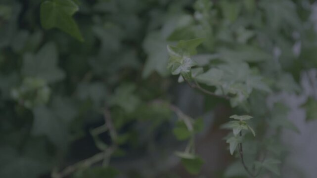 A close-up shot of lush green ivy leaves rustling in a gentle breeze.