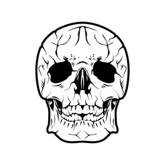 Skull Vector Image And Illustration