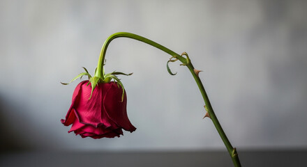 A single wilting red rose with a drooping head and thorny stem, symbolizing sadness, heartbreak, and decay.