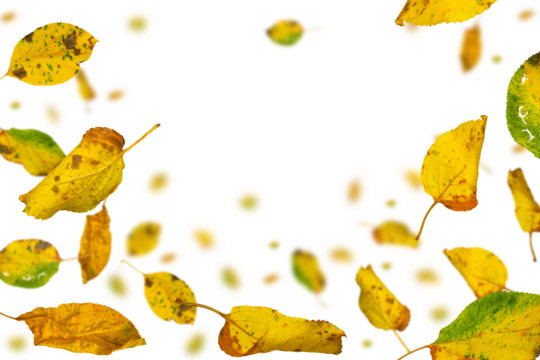 Autumn leaves flying in the wind. Isolation on a transparent background. Copy space.