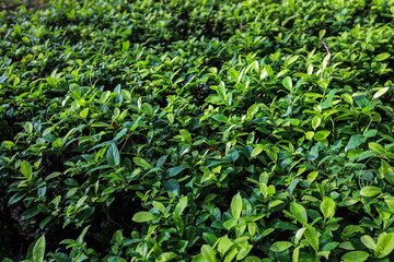 Lush Green Plant Foliage in Sunlight at Natural Outdoor Environment