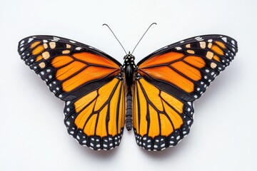Fototapeta premium A vibrant monarch butterfly with orange and black wings, showcasing intricate wing patterns against a white background.
