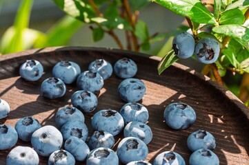 Fresh blueberries on a wooden plate