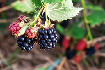 Close-up of ripe and unripe blackberries on the vine.