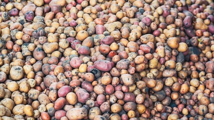 Pile of freshly harvested potatoes