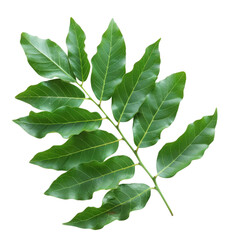 Obraz premium Green leaf branch with multiple elongated leaves on a white background showing natural pattern and texture