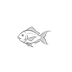 Fototapeta premium Detailed line art fish silhouette elegant aquatic creature swimming gracefully minimalist design transparent background