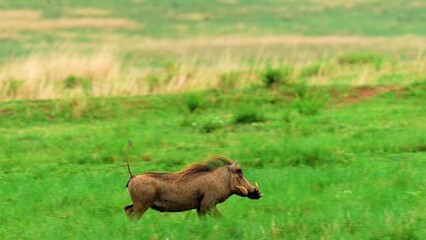 Fototapeta premium wild horses in the river