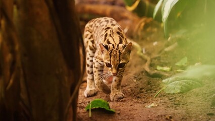 close up of a leopard gecko