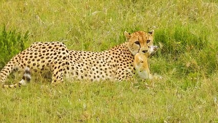 cheetah in serengeti