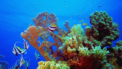 coral reef and fish